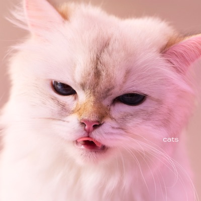 cats 封面