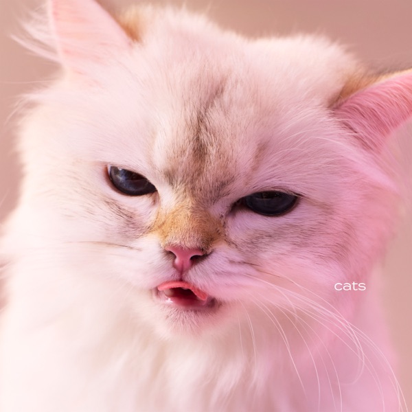 cats 封面