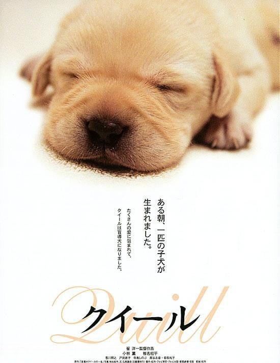 导盲犬小Q 封面