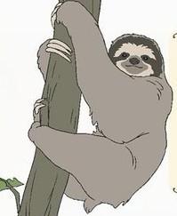 ナマケモノ