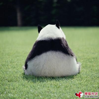 大熊猫目々