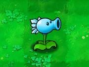 Snow Pea