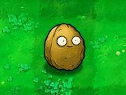 Wall-nut