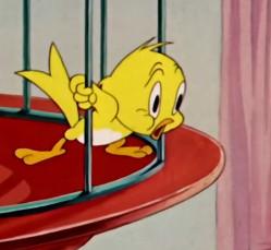 Cuckoo the Canary