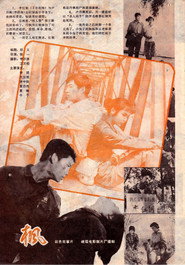 枫 封面
