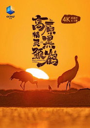 高原精灵黑颈鹤 封面