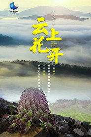 云上花开 封面
