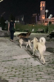 街頭狗 封面