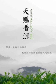 天赐普洱 封面