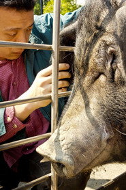 豬 封面