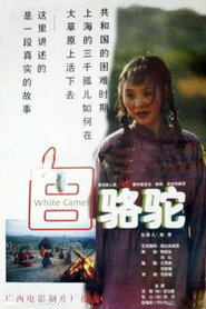 白骆驼 封面