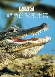鳄鱼的神秘生活 封面