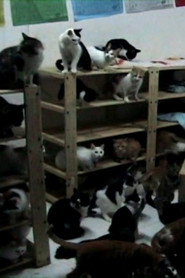 Pets' Republic of China 封面