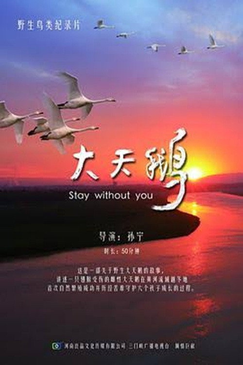 大天鹅 封面
