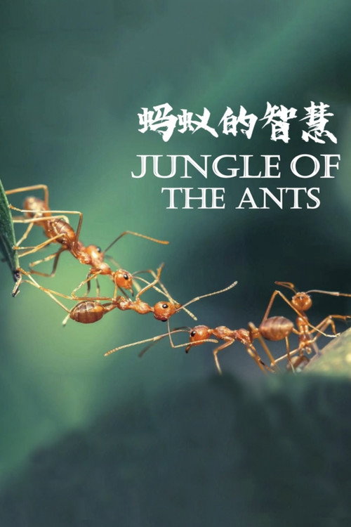蚂蚁的智慧 封面