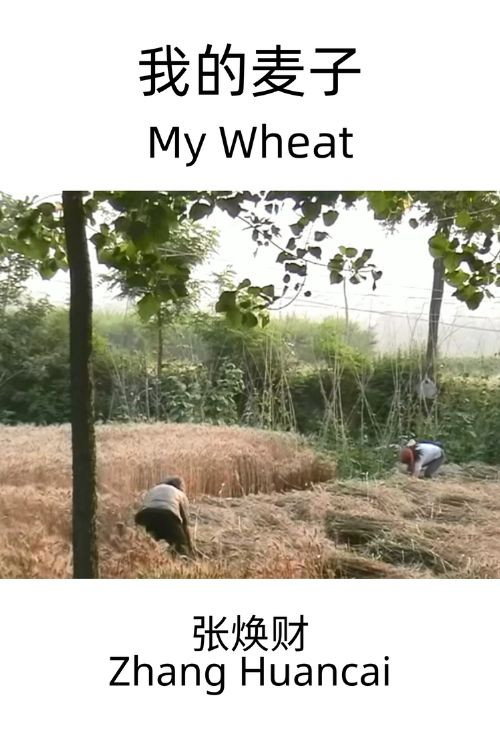 我的麦子 封面