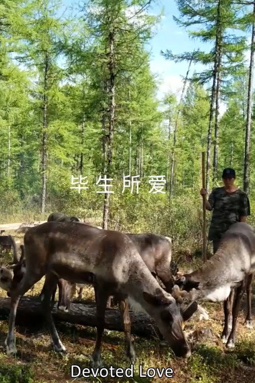 毕生所爱 封面