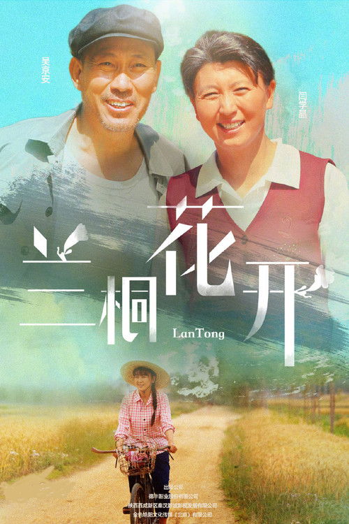 兰桐花开 封面