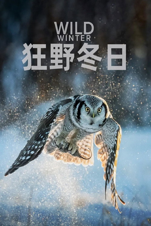 狂野冬日 封面
