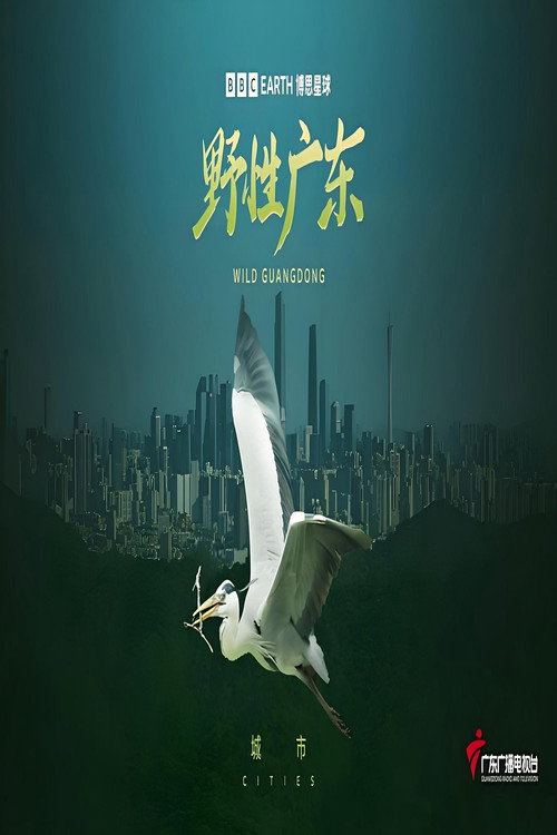 野性广东 封面