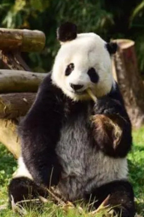 回家 封面