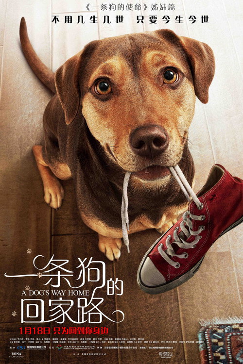 一条狗的回家路 封面