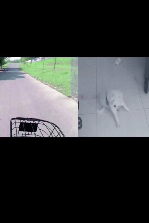 寻找小白 封面