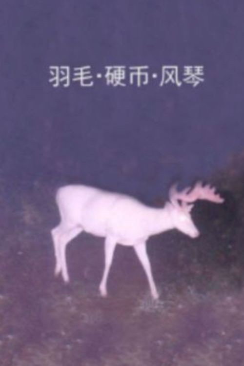 羽毛·硬币·风琴 封面