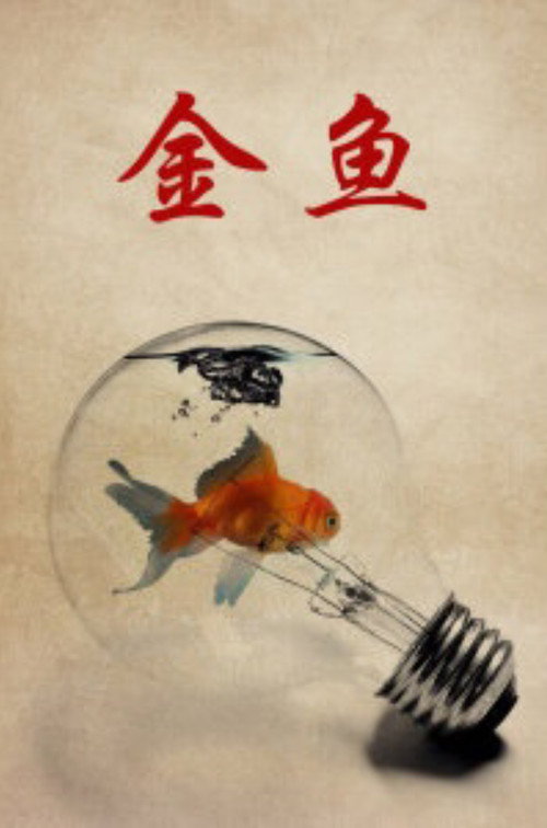 金鱼 封面