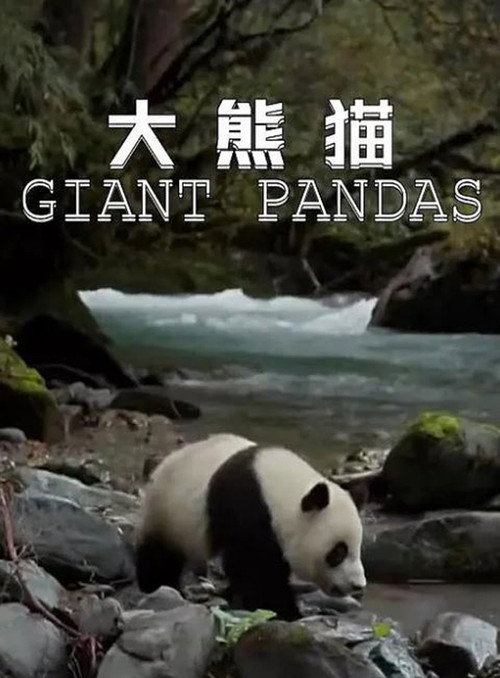 大熊猫 封面