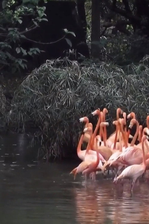Spring Flamingo 封面