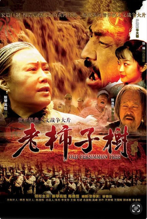 老柿子树 封面