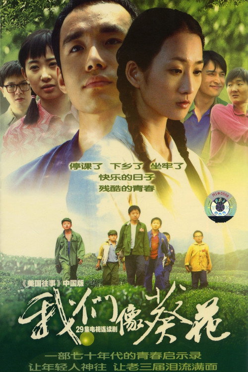 我们像葵花 封面