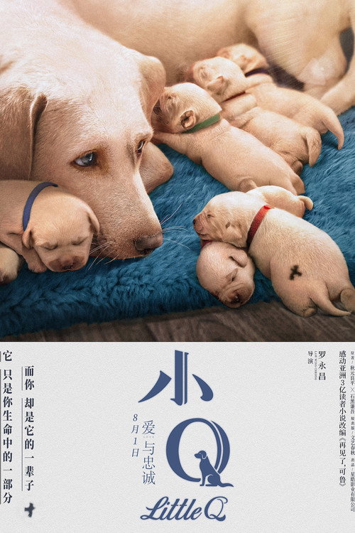 小Q 封面