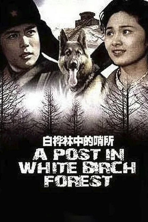 白桦林中的哨所 封面