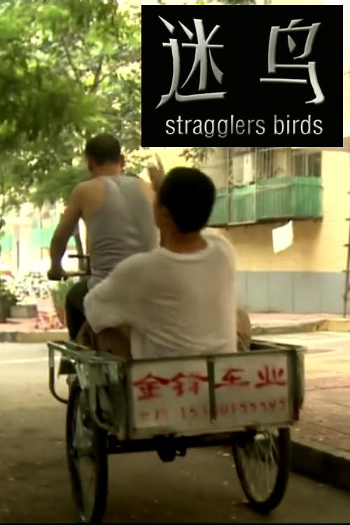 迷鸟 封面