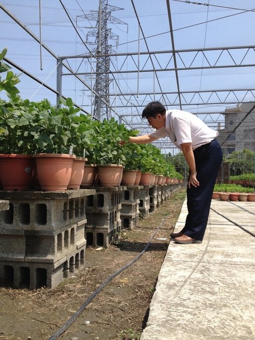 毛豆先生 封面