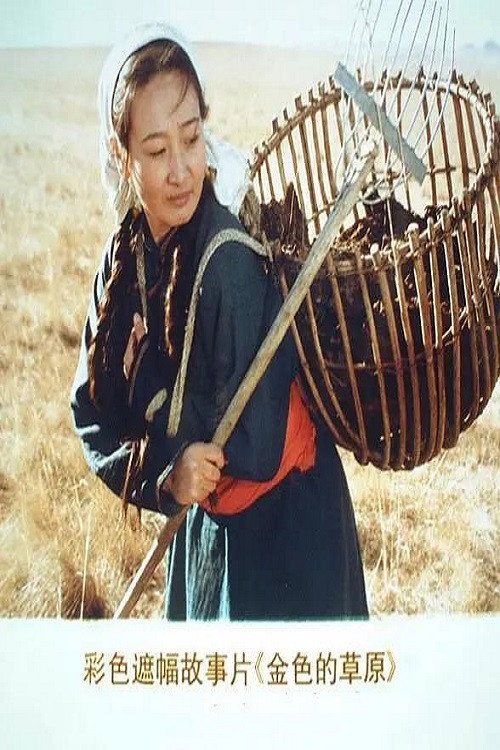 金色的草原 封面